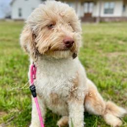 Betsy - Aussiedoodle