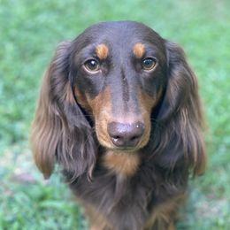 Tate - Dachshund
