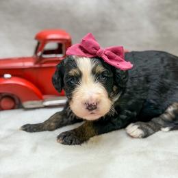 Raleigh - Tri-color female Bernedoodle puppy in Williamson, New York from Lakeside Doodles