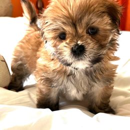 Boy 3 - Brown male Lhasa Apso puppy in Bethpage, New York from Tibetan Tails