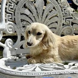 Marshall - Dachshund