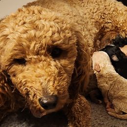 Goldendoodles from Ziggy's Doodles