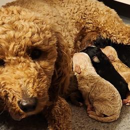 Goldendoodles from Ziggy's Doodles