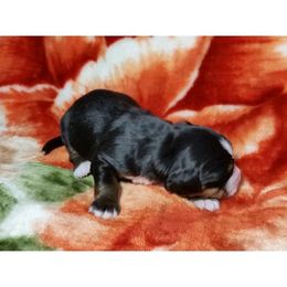 Bernedoodle, Bernese Mountain Dog, and Goldendoodle Puppies from Bernedoodles of the Ozarks