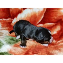 Bernedoodle, Bernese Mountain Dog, and Goldendoodle Puppies from Bernedoodles of the Ozarks