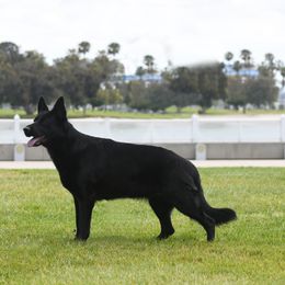 Vada - German Shepherd
