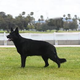Vada - German Shepherd