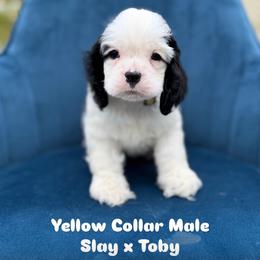 Yellow collar male - Black and white male Cocker Spaniel puppy in Bonsall, California from CuttinBlue Farms