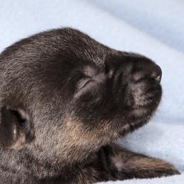 Small dark tri color female - Black sable female Belgian Malinois puppy in Dallas, Texas from RoyalHaus Malinois
