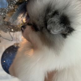 Slate - Blue merle male Pomeranian puppy in Interlachen, Florida from DK DARLINGS