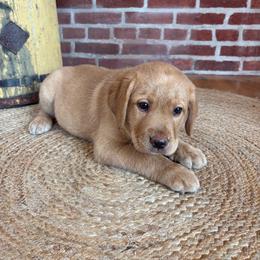 Butter - Yellow female Labrador Retriever puppy in Archer Lodge, North Carolina from Archer Lodge Labradors