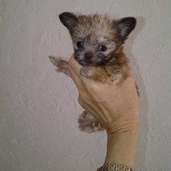 Mi-Ki Puppies from Orlando Mi-Kis