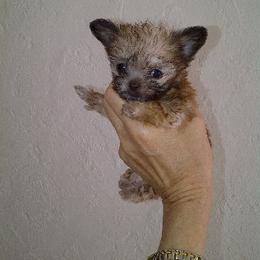 Mi-Ki Puppies from Orlando Mi-Kis