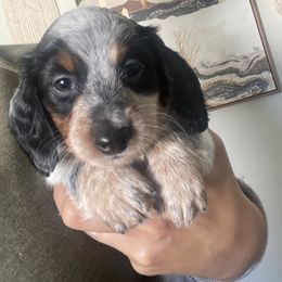 Dachshund Puppies from M5 Dachshunds