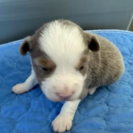 Sunny - Red tri female Miniature Australian Shepherd puppy in Norco, California from Joyfulpuppies