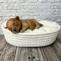 Ivy - Red  female Poodle puppy in Riverside, California from Red Toy Poodle World