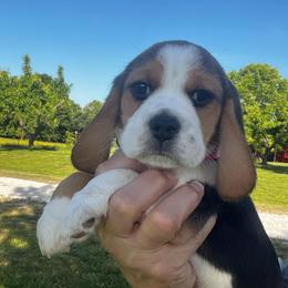 Girl 3 'Elizabeth Taylor' - Black white and tan female Beagle puppy in Harrison, Arkansas from Leslie Beagles of Leslie Farm