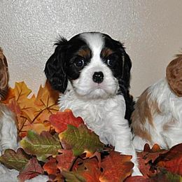 Cavalier King Charles Spaniels from Audrey Rogers at Saltayre Cavaliers