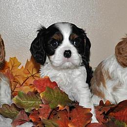 Cavalier King Charles Spaniels from Audrey Rogers at Saltayre Cavaliers