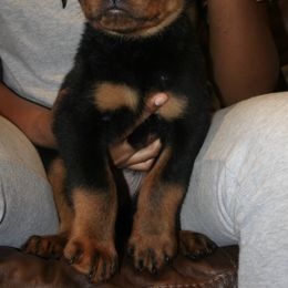 Rottweiler Puppies from Von Gottlich Rott