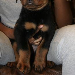 Rottweiler Puppies from Von Gottlich Rott