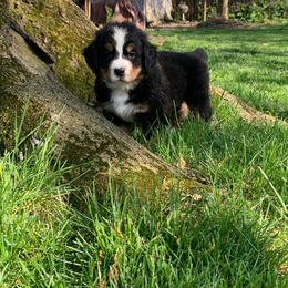Bernese Mountain Dog Puppies from Queenstown Fine Bernese