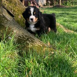 Bernese Mountain Dog Puppies from Queenstown Fine Bernese