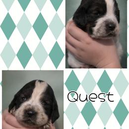 Quest - Tri-Roan male English Springer Spaniel puppy in Florida from Thunderbird Springers
