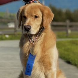 Golden Retrievers from Luv of my Goldens