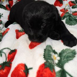 Giant Schnauzer Puppies from Toledo Bend Giants Vom Zitronen