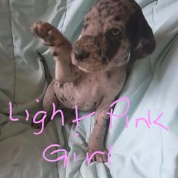 Light Pink Collar Girl - Merle female Great Dane puppy in Newport, Washington from Lakefront Danes