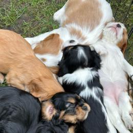 Cavalier King Charles Spaniel puppies from Noble Dog Co.