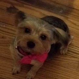 Yorkshire Terriers from Hatton Babies
