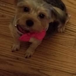 Yorkshire Terriers from Hatton Babies