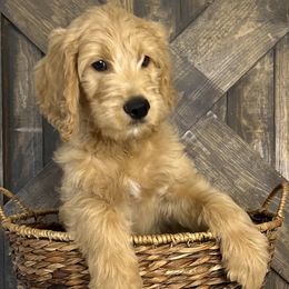 Mr. Gray - Cream male Goldendoodle puppy in Blue Springs, Missouri from Farmstead 51