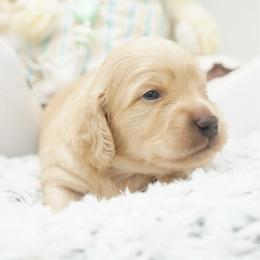 Teddy - Cream male Dachshund puppy in Big Rapids, Michigan from 30 Acre Woods Dachshunds