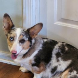 Tilly - American Corgi