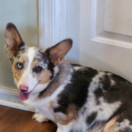 Tilly - American Corgi