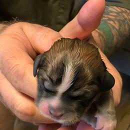 Henry - Brindle male Lhasa Apso puppy in Fort Worth, Texas from Cynthia's Lhasa Apsos