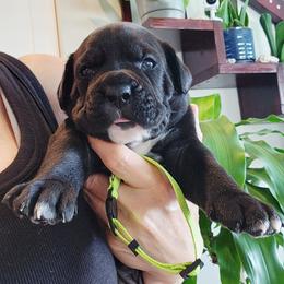 Everlasting Dream - Black female Cane Corso puppy in Palm Coast, Florida from Northgold Cane Corso