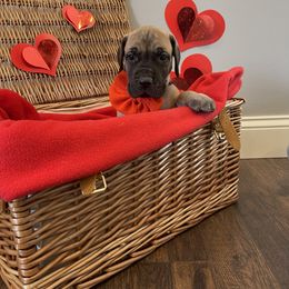 Great Dane Puppies from Lazuli Great Danes