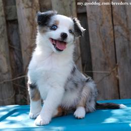 Willow Sail - Blue merle Miniature American Shepherd puppy in Cleveland, Ohio from Double Moon