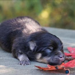 Nutmeg - Black and tan female Pomeranian puppy in Bremen, Indiana from AMS Pomeranians and Pomskies in Indiana