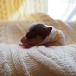 Boy 2 - male Teddy Roosevelt Terrier puppy in Carpenter, Wyoming from Wabbitfire Teddy Roosevelt Terriers