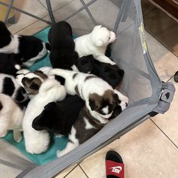 Akita Puppies from Gloe Akita's