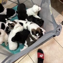 Akita Puppies from Gloe Akita's