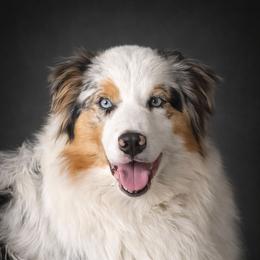 Beau (Imported from France) - Blue merle male Australian Shepherd puppy in Fultonville, New York from Sandy Aussies & Pomeranians