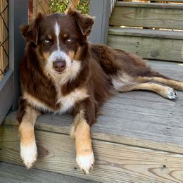 Maggie - Australian Shepherd
