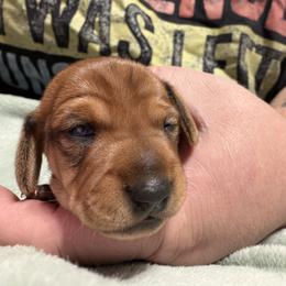 Dachshund Puppies from Witchy Woman’s Wiener’s