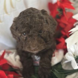 Tilly - Chocolate female Goldendoodle puppy in Waynesboro, Virginia from Forest Creek Kennel